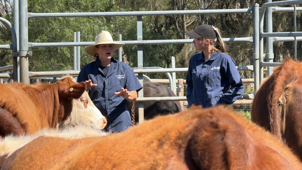 CattleVR Improves Student and Animal Welfare